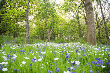 Bluebells and Daisies wildfowers in English woodland 