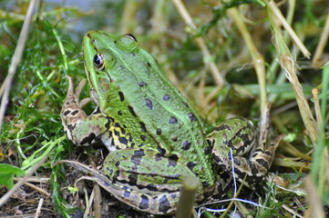 frog