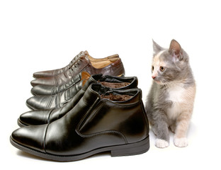 kitten on the background of men's shoes