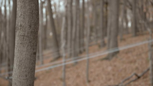 Tapped trees with hoses at a commercial maple syrup production company in New England