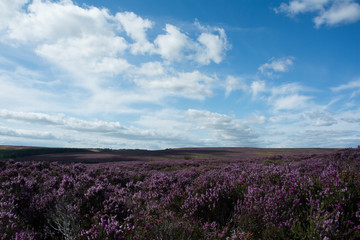 Obraz premium British Moorlands with summer purple heather