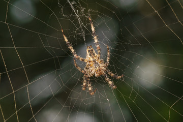 The abdomen of the spider a garden spider (lat. Araneus) kind araneomorph spiders of the family of Orb-web spiders (Araneidae).
