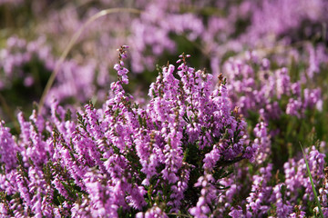 Purple heather in the Yorkshire Moores. England