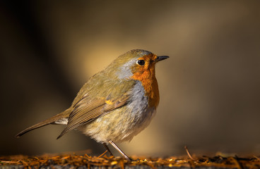 Rouge gorge
