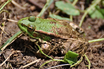 frog