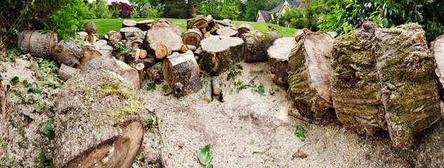 Panorama of cut logs left after felling a cottonwood tree in suburban yard