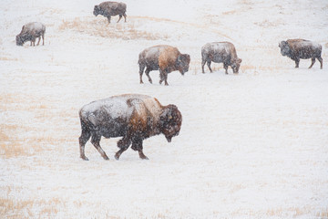 Winter on the Prairie