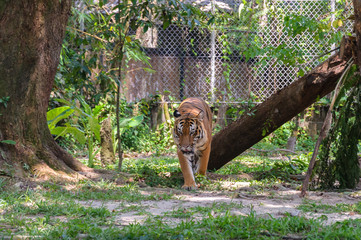 Potrait Of Malayan Tiger