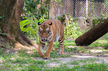 Potrait Of Malayan Tiger