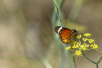 Red Admiral butterfly