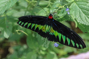 Buterfly On Leave