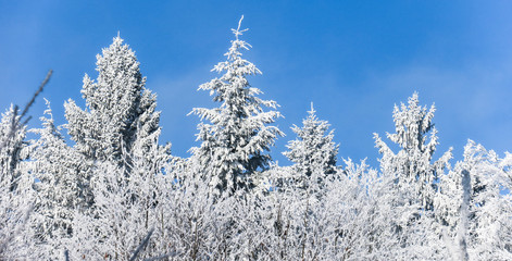 Schneebedeckter Winterwald