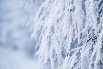 Deciduous tree branch covered with snow and frost. Christmas gre