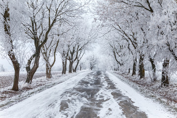 Frozen trees and gray winter urban road