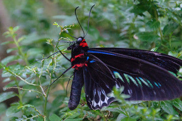 Buterfly On Leave