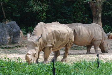 Rhinocerous