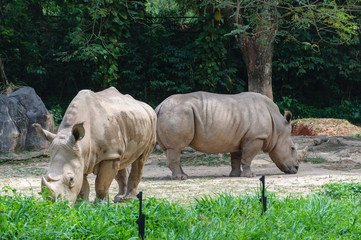 Rhinocerous