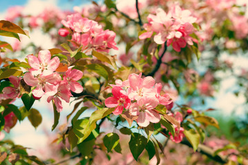 Pink Apple Flowers. Beautiful flowering apple trees. Background with blooming flowers in spring day.