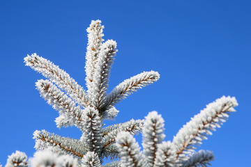 Spruce branch with frost on blue sky background. Christmas tree