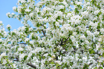 White Apple Flowers. Beautiful flowering apple trees. Background with blooming flowers in spring day.