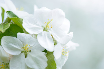 Fototapeta na wymiar White Apple Flowers. Beautiful flowering apple trees. Background with blooming flowers in spring day.