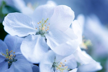 White Apple Flowers. Beautiful flowering apple trees. Background with blooming flowers in spring day.