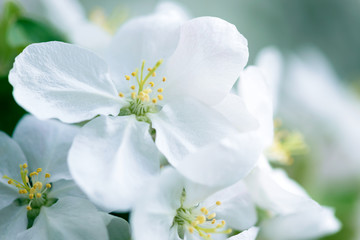 Fototapeta premium White Apple Flowers. Beautiful flowering apple trees. Background with blooming flowers in spring day.