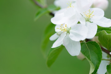 White Apple Flowers. Beautiful flowering apple trees. Background with blooming flowers in spring day.