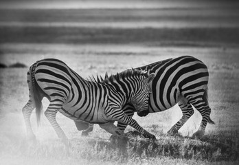 Fototapeta na wymiar Zebra fight 