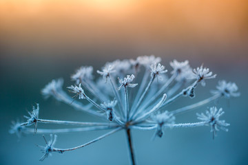 Close up of frozen plant