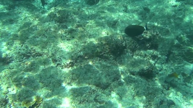 Tropical parrot fish
