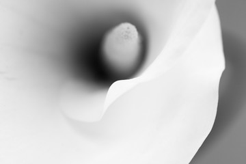 Abstract, macro photography of Calla flower with details. Black and white photography