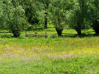 Wiosenna łąka © bnorbert3