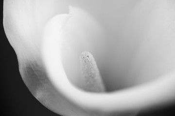 Abstract, macro photography of Calla flower with details. Black and white photography