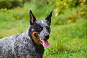 Catching his breath after a play
