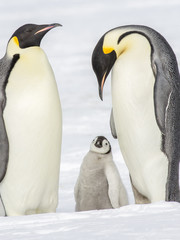 Emperor Penguins on the frozen Weddell sea, Antarctica