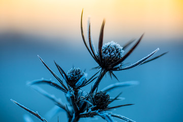Close up of frozen plant