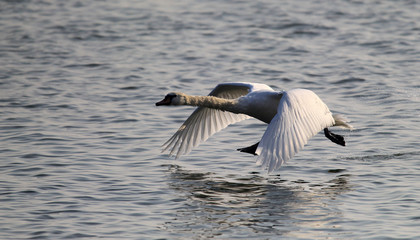 Mute Swan is taking off from water. Swan running on water at River Danube in Zemun, Belgrade,Serbia.