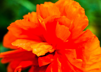 Closeup of the blooming red poppy flower