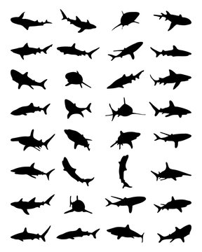 Black shark silhouettes on the white background, vector