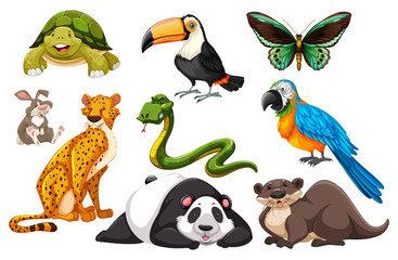 Obraz premium Different kinds of wild animals