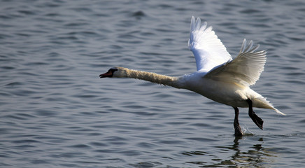 Mute swan landing on the Danube river in Zemun, Belgrade, Serbia.