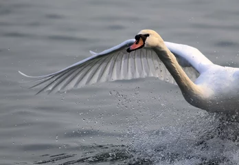 Vlies Fototapete Schwan Mute swan landing on the Danube river in Zemun, Belgrade, Serbia.