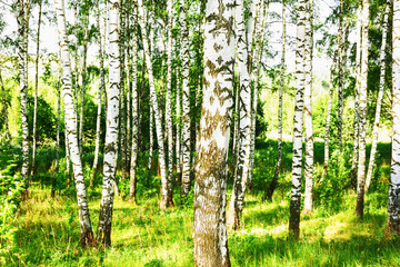 summer in sunny birch forest