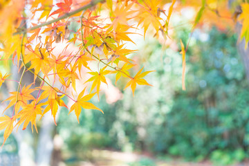 Red maple leaves blooming at park in Kyoto