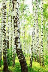 summer in sunny birch forest