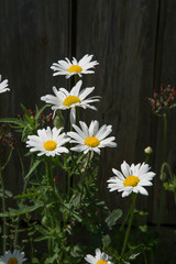 Fototapeta premium margeriten, 