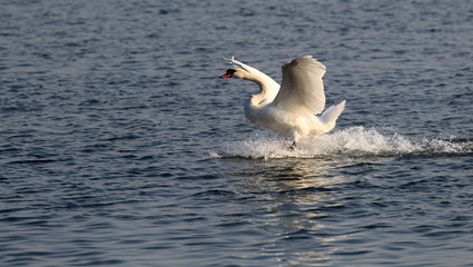 Swan landing on the Danube river in Zemun, Belgrade, Serbia.