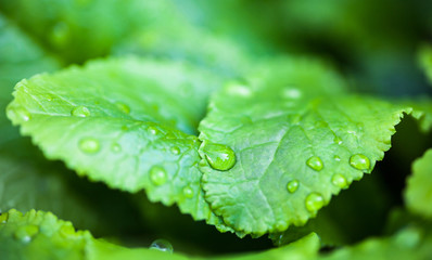 Green leaves with dew drops