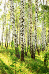 summer in sunny birch forest